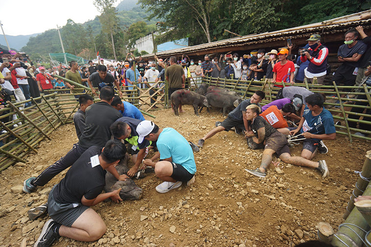 抓山豬比賽